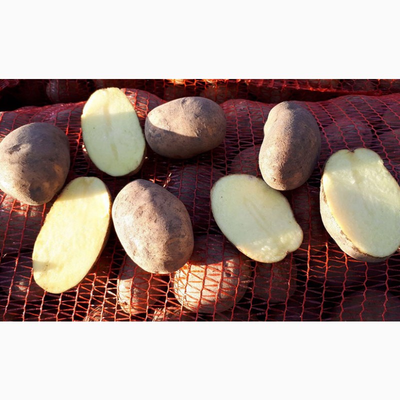 Фото 3. Семенной картофель Бернина, Беллароза, Скарб и Бриз оптом