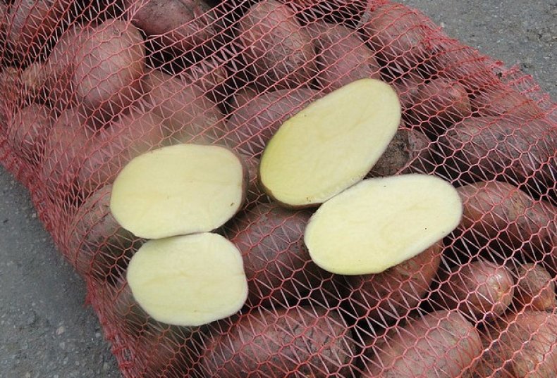 Фото 4. Семенной картофель Бернина, Беллароза, Скарб и Бриз оптом