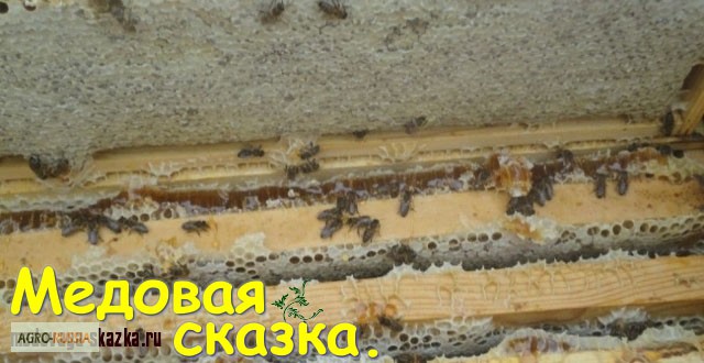 Фото 4. Пчелопакты и пчеломатки на 2022 год