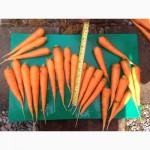 Морковь от производителя