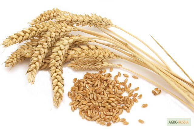 Пшеница в Саратове