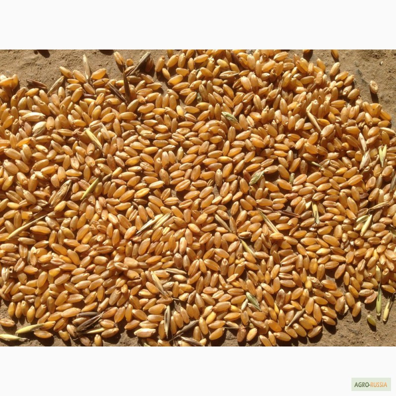 Фото 3. Пшеница в Саратове