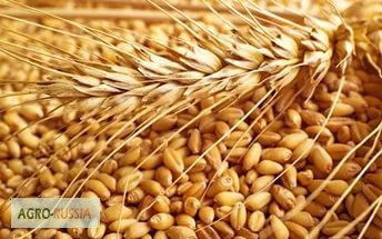 Фото 6. Пшеница в Саратове