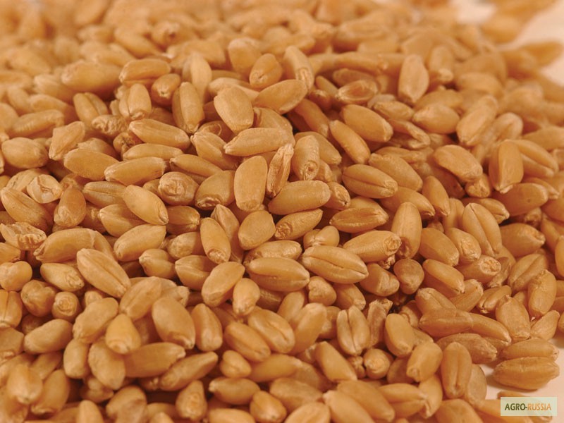 Фото 7. Пшеница в Саратове