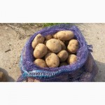 Продаем картофель оптом от производителя Ред скарлетт 2016 5