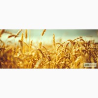 Продажа пшеницы 3, 4, 5 классов с Юга России