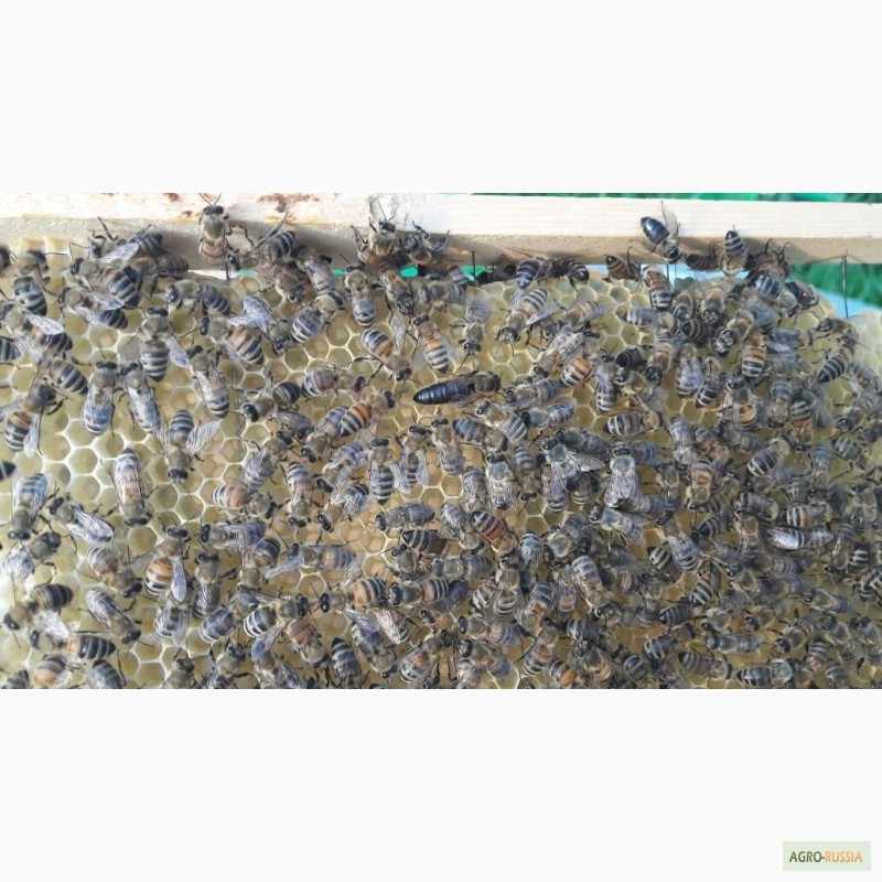 Фото 2. Пчёлы-Пчелопакеты