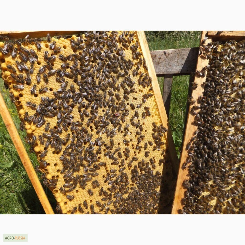 Фото 5. Пчёлы-Пчелопакеты