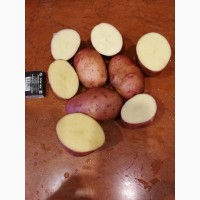 Картофель оптом строго 50+ ручная переборка