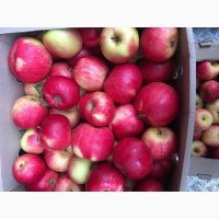 Яблоки, урожай 2018