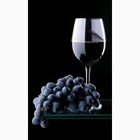 Винный виноград сорта Мерло
