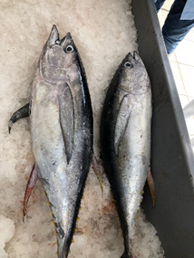 Свежемороженая рыба в ассортименте Экспорт