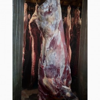 ООО Сантарин, реализует мясо говядины, быки, коровы, баранину, Халяль