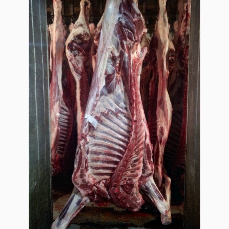 Фото 2. ООО Сантарин, реализует мясо говядины, быки, коровы, баранину, Халяль