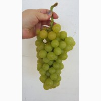 Крымский виноград оптом напрямую с сада
