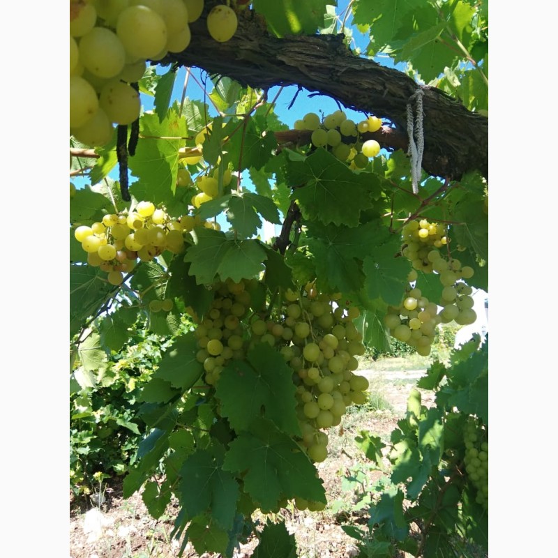Фото 4. Крымский виноград оптом напрямую с сада