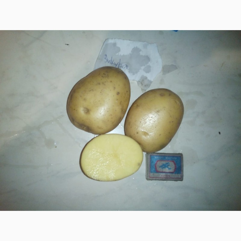 Фото 2. Продаем картофель оптом от КФХ