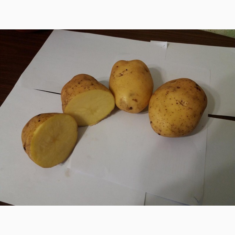 Фото 3. Продаем картофель оптом от КФХ
