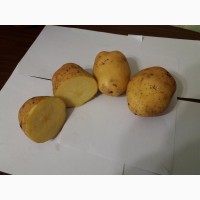 Продаем картофель оптом от КФХ