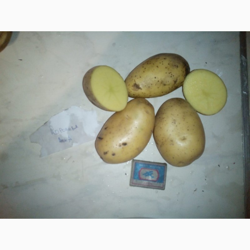 Фото 5. Продаем картофель оптом от КФХ