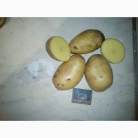 Продаем картофель оптом от КФХ