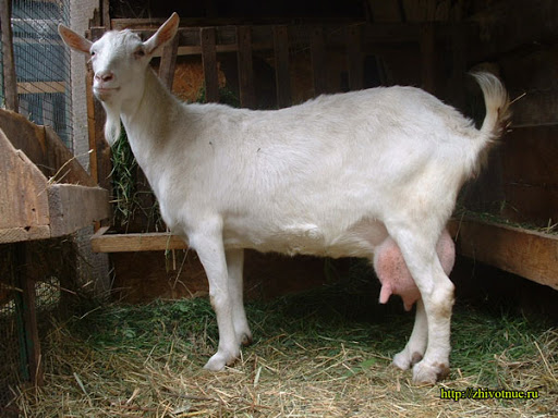 Фото 2. Продам дойных коз, козлят, козочек подростков, взрослых безрогих козлов