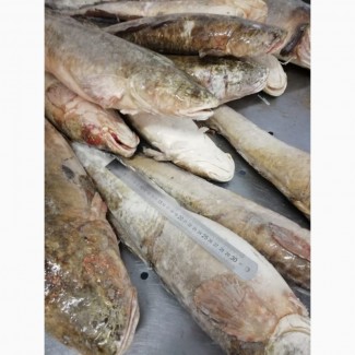 Продам свежемороженую рыбу: Налим глазированный - 60 тонн
