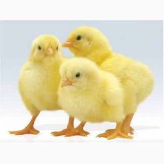 Предлагаем суточных цыплят бройлеров КОББ-500 (COBB-500) и РОСС-308 (ROSS308)