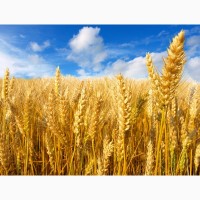 Пшеница 4 класс Урожай 2020 года
