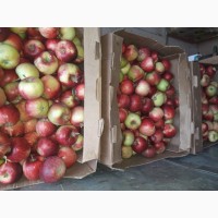 Яблоки от производителя