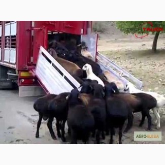 Скотовоз.Перевозка скота