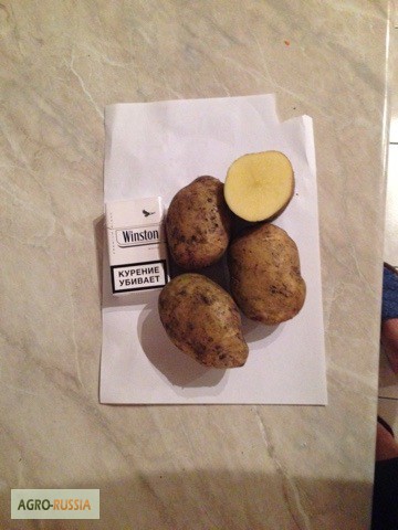 Фото 7. Продаём картофель продовольственный и на хранение (Без посредников)