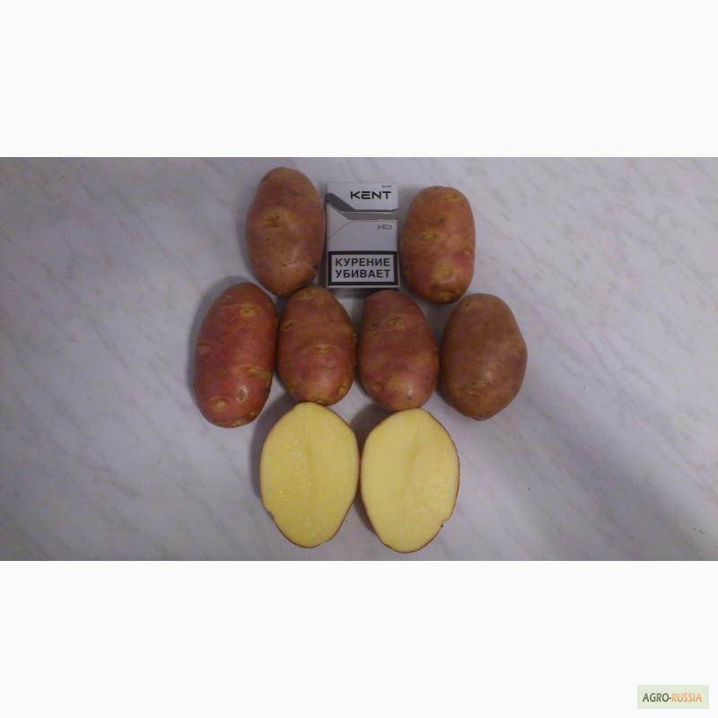 Фото 5. Продаём картофель продовольственный и на хранение (Без посредников)