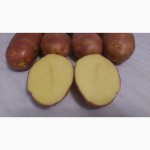 Продаём картофель продовольственный и на хранение (Без посредников)