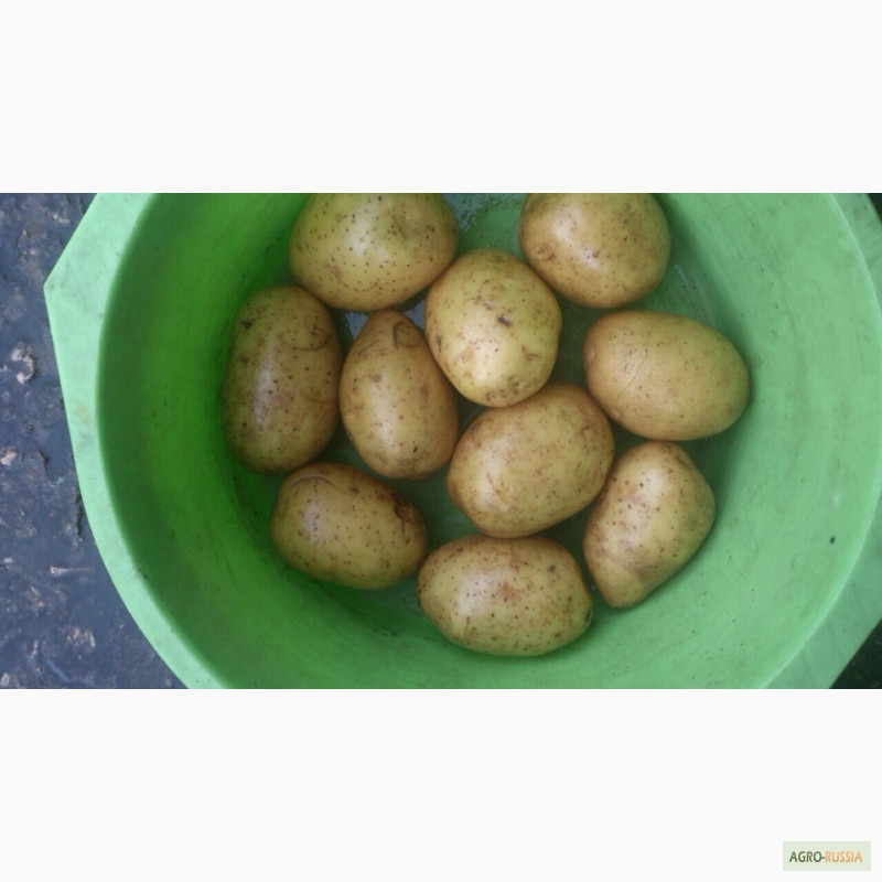 Фото 3. Продаём картофель продовольственный и на хранение (Без посредников)