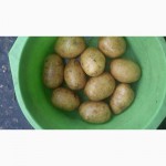 Продаём картофель продовольственный и на хранение (Без посредников)