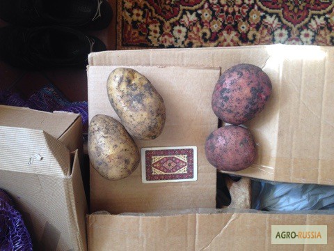 Фото 6. Продаём картофель продовольственный и на хранение (Без посредников)