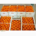 Апельсины оптом от производителя со склада в Красноярске