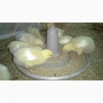 Продам Цыплята бройлеров 0-21 день и куры несушки Хайсекс