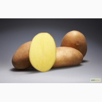 Семенной картофель ДАМАРИС, 1 и 2 репродукции