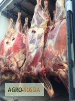 Фото 2. ООО Сантарин, продаёт мясо говядины(мраморную), свинины.ГОСТ, блочку