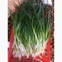 Выращиваем и продаем зеленый лук-перо