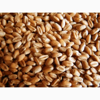 Продам зерно пшеницу фуражное. 5-го класса