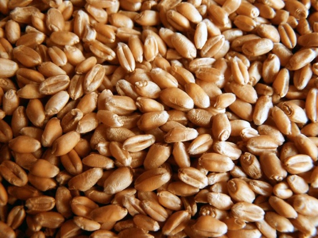 Продам зерно пшеницу фуражное - 5-го класса, Пензенская обл — Agro-Russia