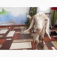 Продам козлят англо-нубийской породы