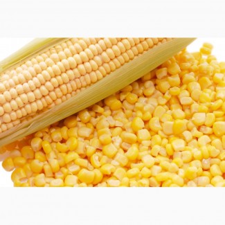 Семена кукурузы Каскад 195 СВ (2016-2017 г.)