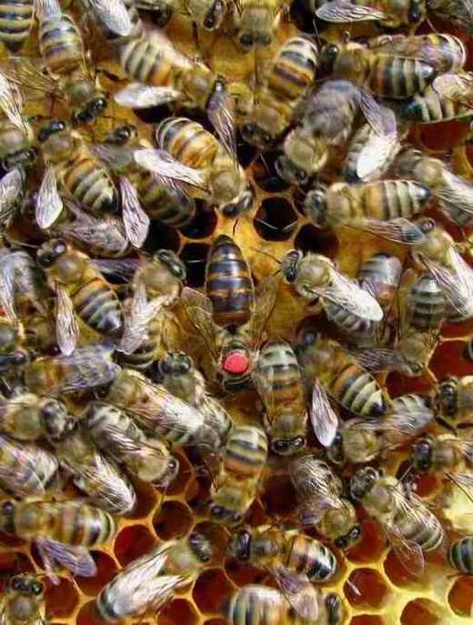 Фото 2. Продаю пчелиных маток Серой горной кавказской породы