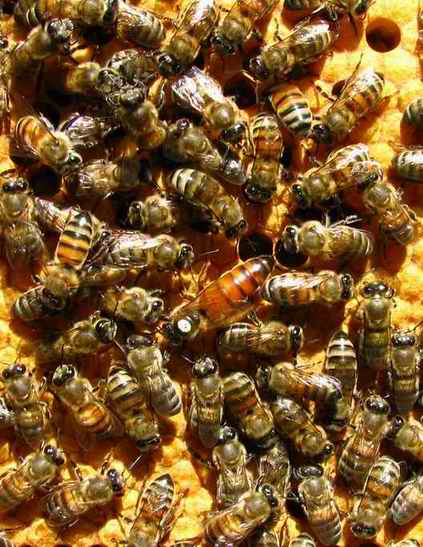 Фото 3. Продаю пчелиных маток Серой горной кавказской породы