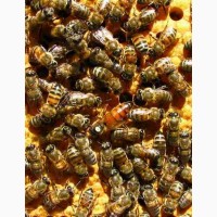Продаю пчелиных маток Серой горной кавказской породы