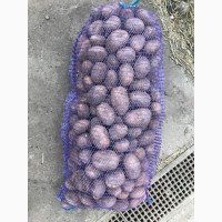 Продам продовольственный картофель оптом сорт ЛАЙФ ЖУРА